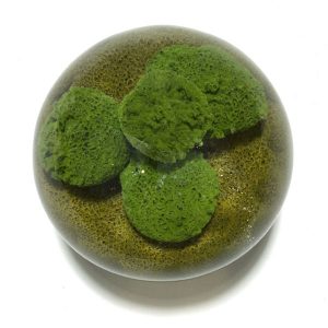 Moss Study Paperweight by Stankard Studio